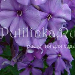 Флокс метельчатый Таня (Гаганов П.Г.)**