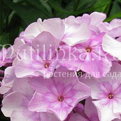 Флокс метельчатый Хрустальная туфелька (Константинова Н.Ю.)**