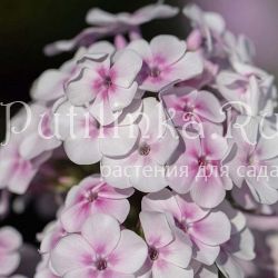 Флокс метельчатый Волшебная флейта (Константинова Е.А.)**