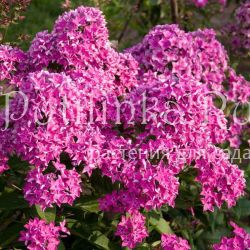 Флокс метельчатый Вуаль пурпурная (Константинова Е.А.)**
