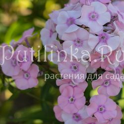 Флокс метельчатый Галатея (Сурикова В. Я.)"