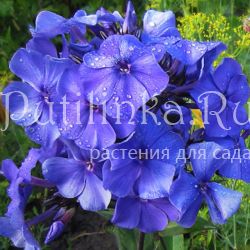 Флокс метельчатый Голубая лагуна (Константинова Н.Ю.)**