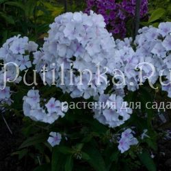 Флокс метельчатый Голубка (Константинова Е.А.)**