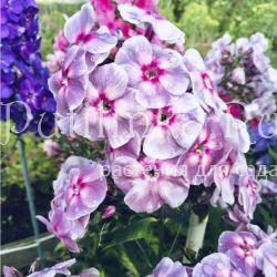 Флокс метельчатый Железная Леди (Сурикова В. Я.)"