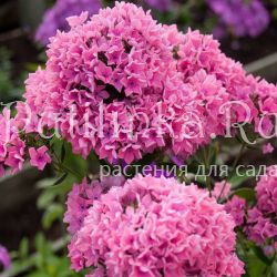 Флокс метельчатый Карамель клубничная (Константинова Е.А.)**