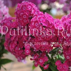 Флокс метельчатый Краса России (Константинова Е.А.)**