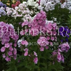 Флокс метельчатый Лепрекон (Сурикова В. Я.)"