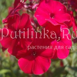 Флокс метельчатый Любимец Гаганова (Гаганов П.Г.)**