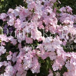 Флокс метельчатый Цвет яблони (Харченко Е.Д.)"