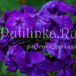 Флокс метельчатый Чёрное море (Репрев Ю.А.)**
