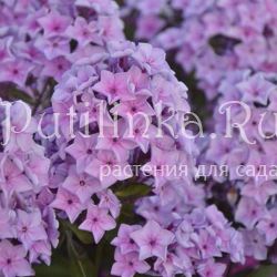 Флокс метельчатый Яуза (Константинова Е.А.)**