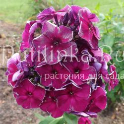 Флокс метельчатый Фараон (Егорова В)*