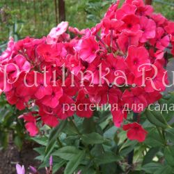 Флокс метельчатый Красная Королева (Егорова В)*