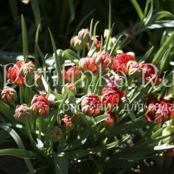 Тюльпан Tete a Tete (Tulip humilis Tete a Tete)