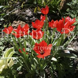 Тюльпан Bloemenlust (Tulipa praestans Bloemenlust)