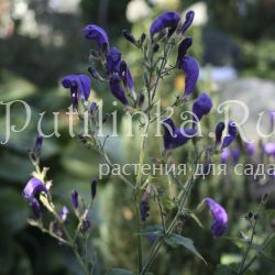 Стробилянт темно-красный (Strobilanthes atropurpureus)