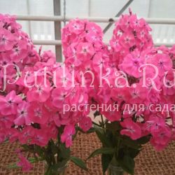 Флокс метельчатый Соблазн (Константинова Е.А.)