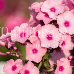 Флокс метельчатый Радомир (Репрев Ю.А.)