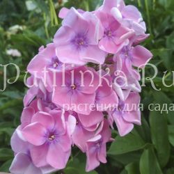 Флокс метельчатый Рафаэль Санти (Репрев Ю.А.)