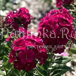 Флокс метельчатый Bambini Cherry Crush (J. Verschoor)