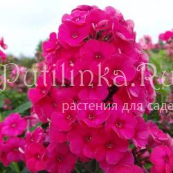 Флокс метельчатый Strawberry Daiquiri (J. Verschoor)