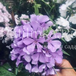 Флокс метельчатый Лазурит (Константинова Е.А.)**