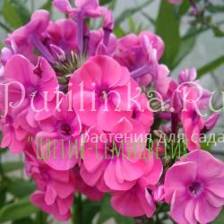 Флокс метельчатый Цветик-Семицветик (Морозова Г.А.)