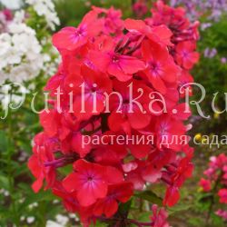 Флокс метельчатый Горицвет (Шаповал Т.П.)**
