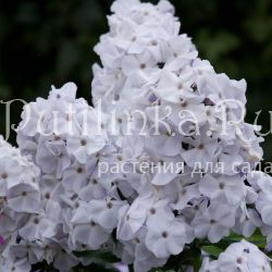 Флокс метельчатый Сказание (Константинова Е.А)