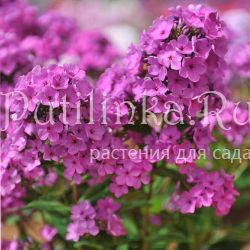 Флокс метельчатый Чарли (Константинова Е.А.)**