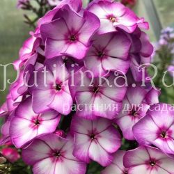 Флокс метельчатый Sweet Summer Fantasy (H. Tonies)