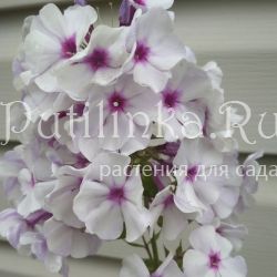 Флокс метельчатый Rauhreif