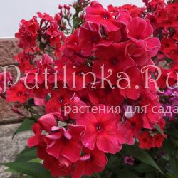 Флокс метельчатый Адреналин (Егорова В.)