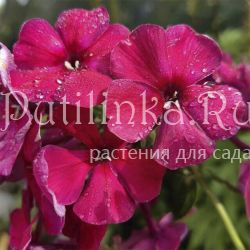 Флокс метельчатый Бургунди (Егорова В.)