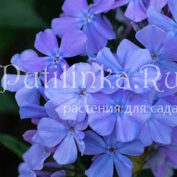 Флокс метельчатый Голубая Луна (Егорова В.)