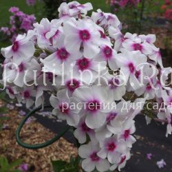 Флокс метельчатый Изюмчик (Егорова В.)