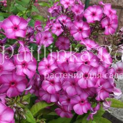 Флокс метельчатый Интрига (Егорова В.)