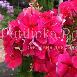 Флокс метельчатый Красная Заря (Егорова В)*