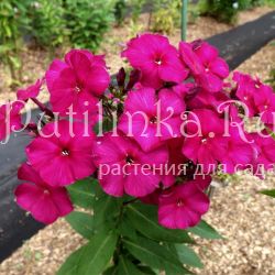 Флокс метельчатый Маже Нуар (Егорова В.)