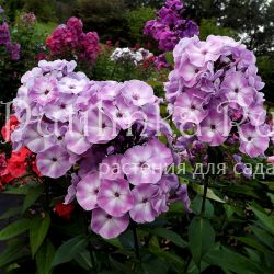 Флокс метельчатый Турбуленс (Егорова В)