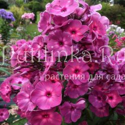 Флокс метельчатый Сердце Пармы (Егорова В.)