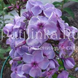 Флокс метельчатый Сероглазый Король (Егорова В.)
