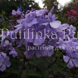 Флокс метельчатый Прохлада (Егорова В.)