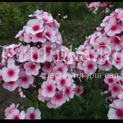 Флокс метельчатый Румяный Малыш (Егорова В.)