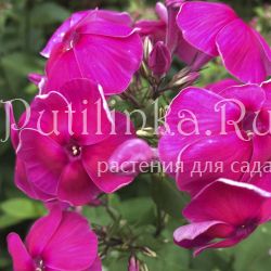 Флокс метельчатый Николай Вавилов ( Репрев Ю.А.)