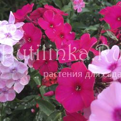 Флокс метельчатый Пламя ( Попов А.П.)