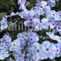 Флокс метельчатый Голубой Алмаз ( Марковский Ю.Б.)