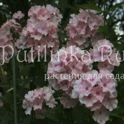 Флокс метельчатый Rowie