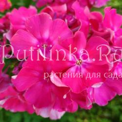 Флокс метельчатый Wurtenbergia (V.Pfitzer)