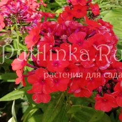 Флокс метельчатый Prince of Orange (A.Schollhammer)